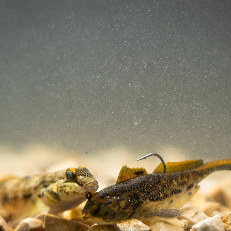 Westin Gunnar The Goby RTF